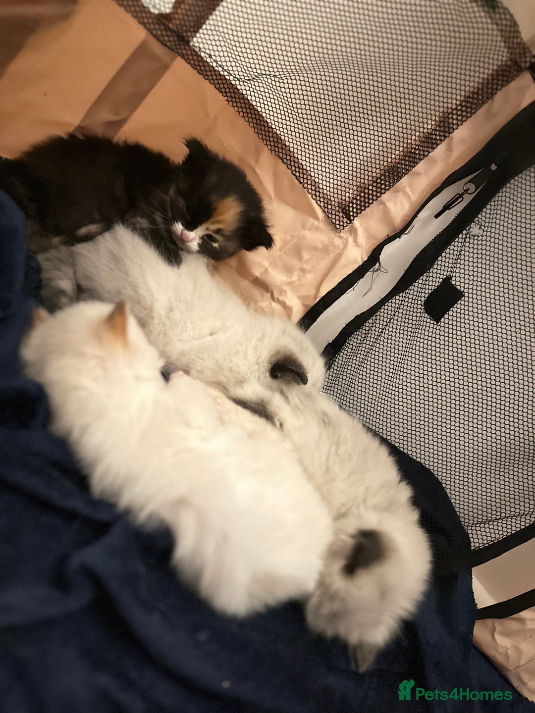 Ragdoll cats for sale: Ragdoll mix  - Advert 2