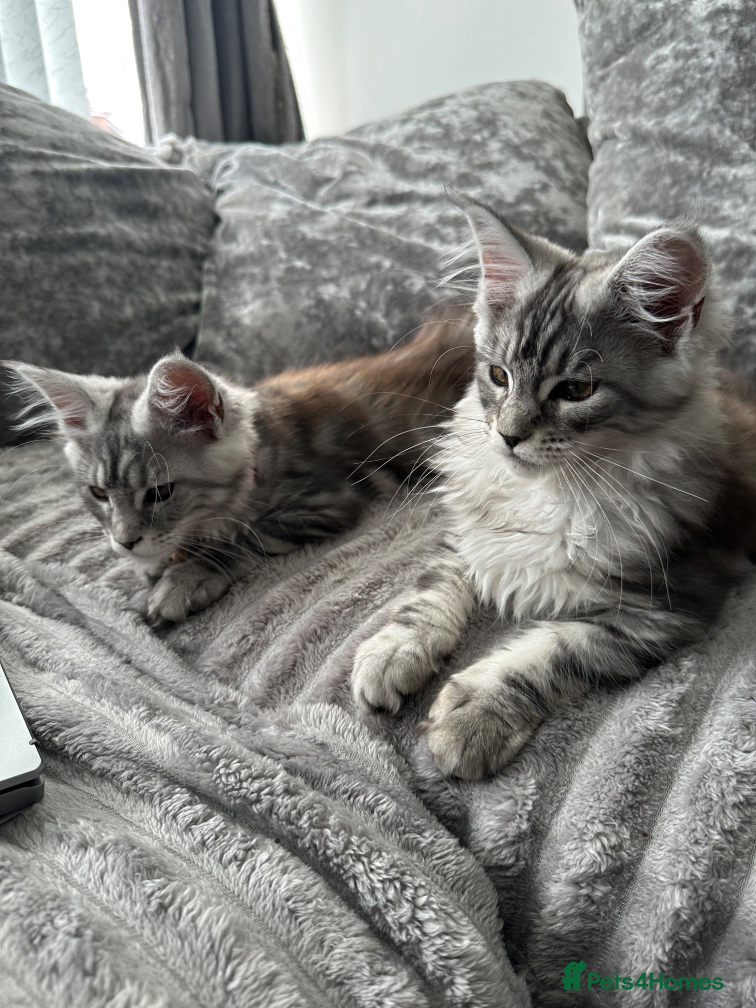 Maine Coon cats XXL Maine Coons Kittens Champion Sired  - Advert 6