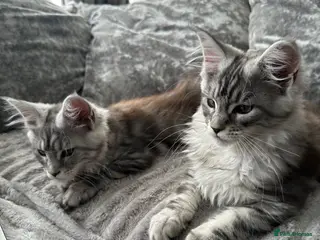 Maine Coon cats XXL Maine Coons Kittens Champion Sired - Advert 6