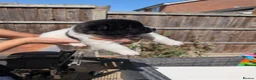Akita dogs for sale: Pedigree mother, father pure breed. 1Female puppy  in Spalding - Advert 7