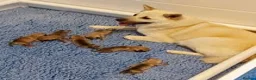 Norwegian Buhund dogs for sale: [TEST] Norwegian buhund litter of 2 - Advert 3