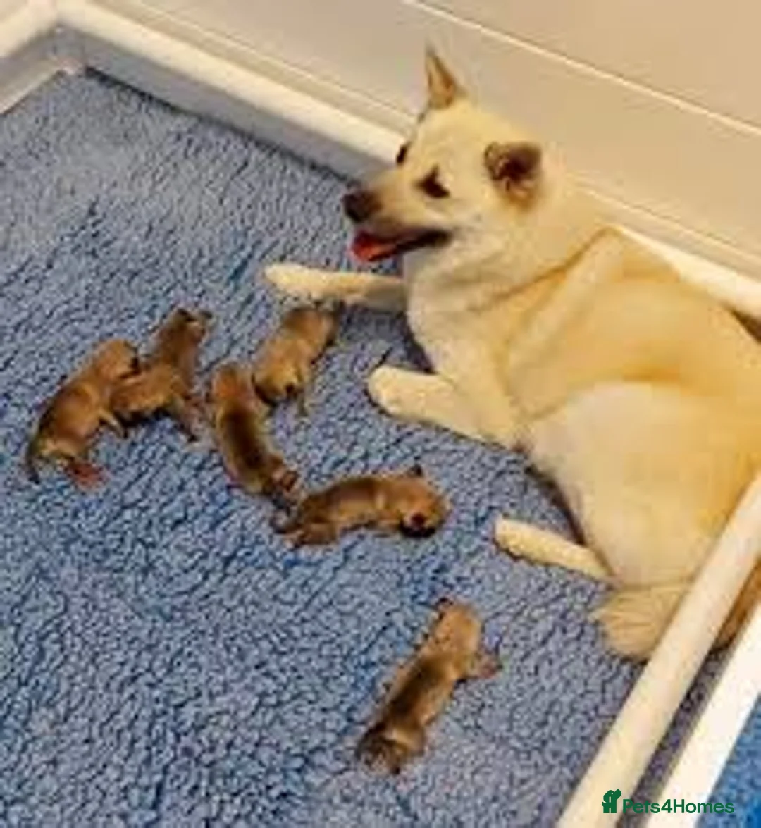 Norwegian Buhund dogs for sale: [TEST] Norwegian buhund litter of 2 - Advert 3