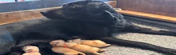 Labrador Retriever dogs for sale: Outstanding litter KC registered Labrador puppies - Advert 7
