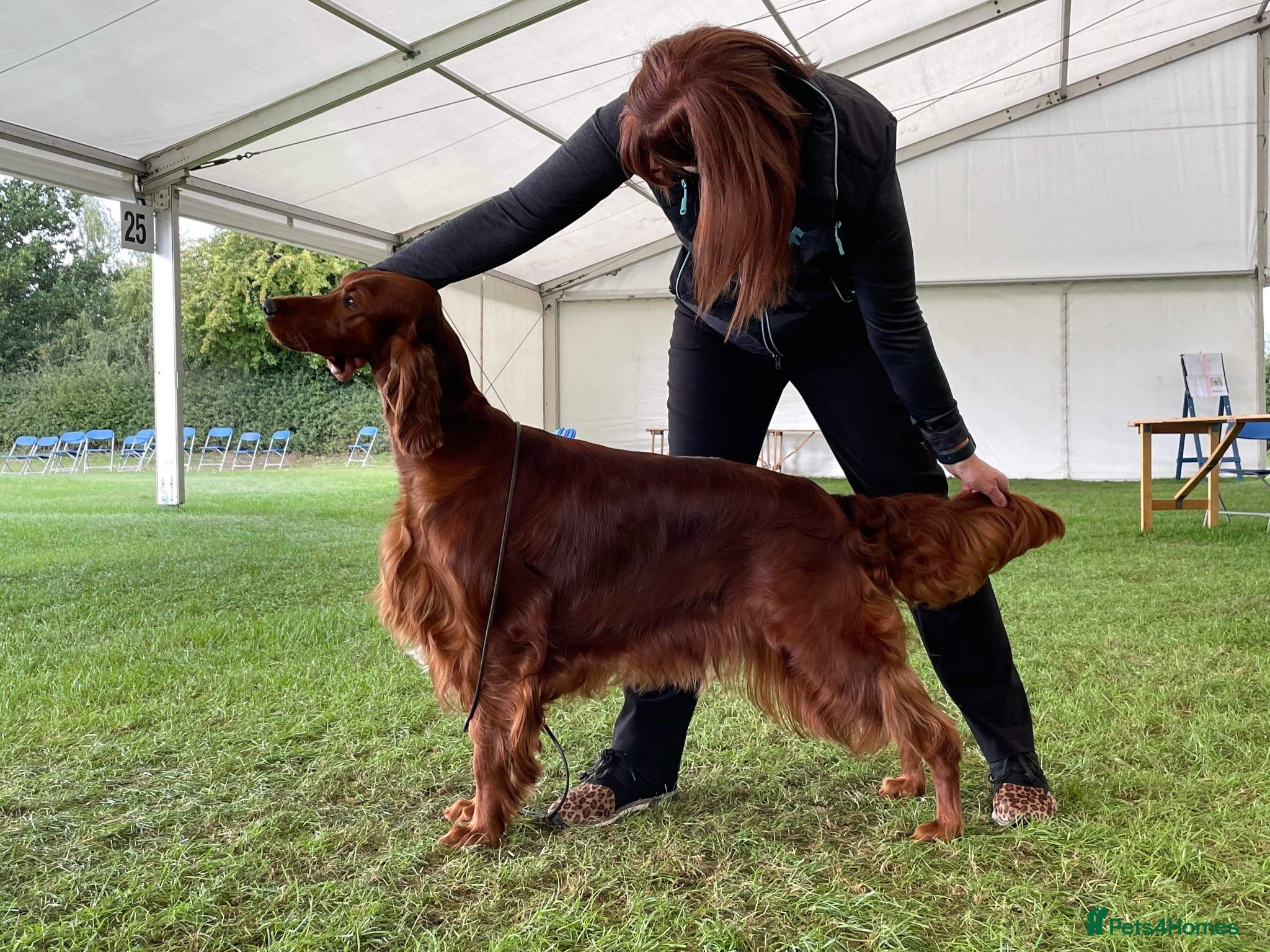 Irish Setter dogs Heather is only available now due to time wasters - Advert 4