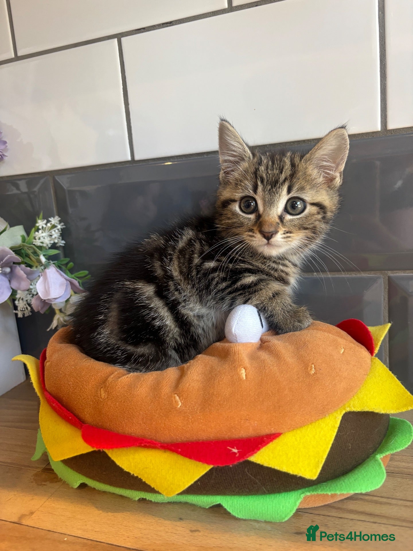 Mixed Breed cats Little girl - Advert 1