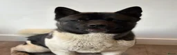 Akita dogs for sale: Huge Beautiful Softie Bear Head American Akita in Loughborough - Advert 6