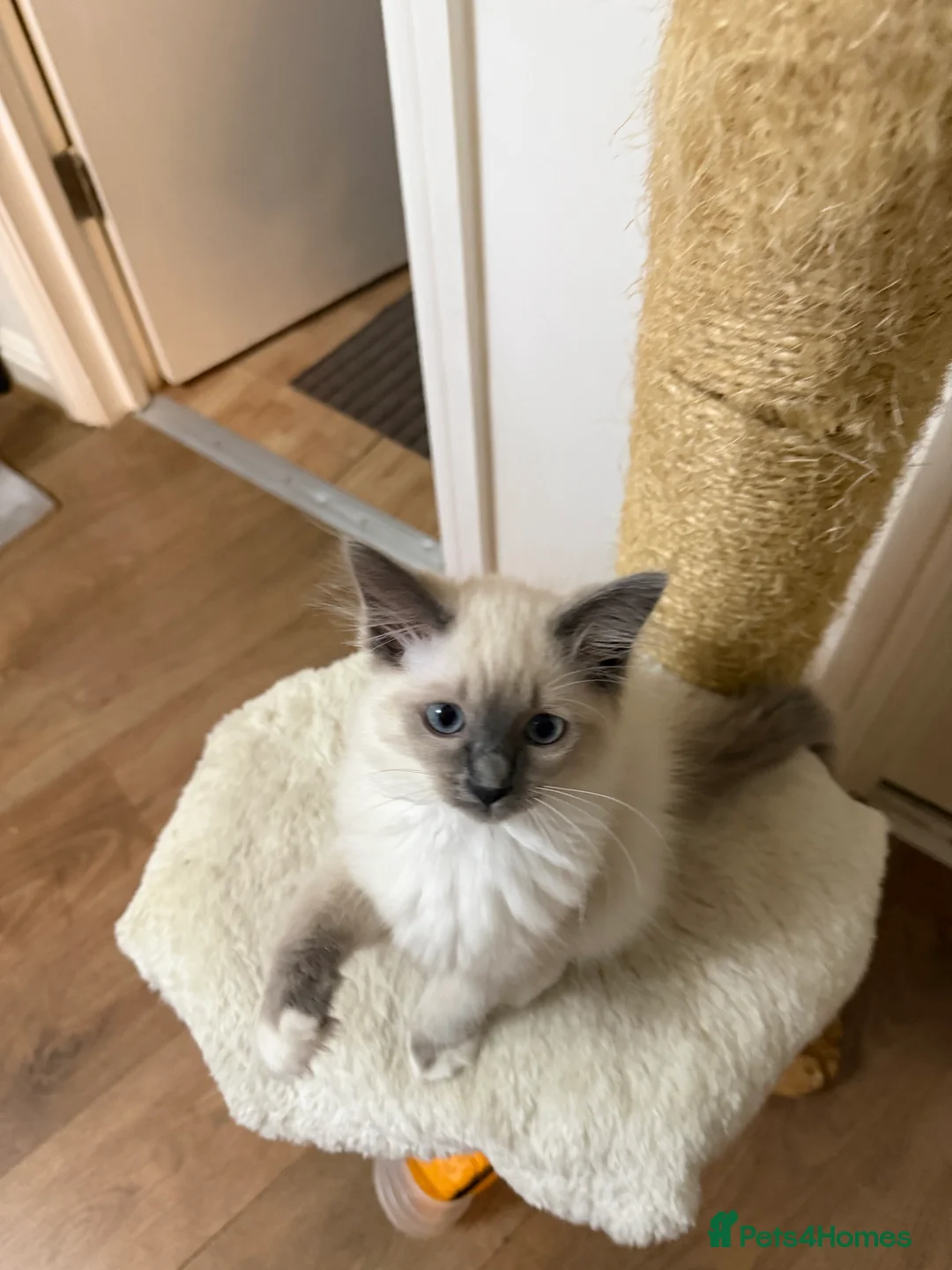 Ragdoll cats for sale: Kittens For Sale Cute small Ragdoll - Advert 4