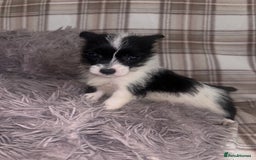 Mixed Breed dogs for sale: Jack Russell cross Yorkshire terrier puppies  - Image 8