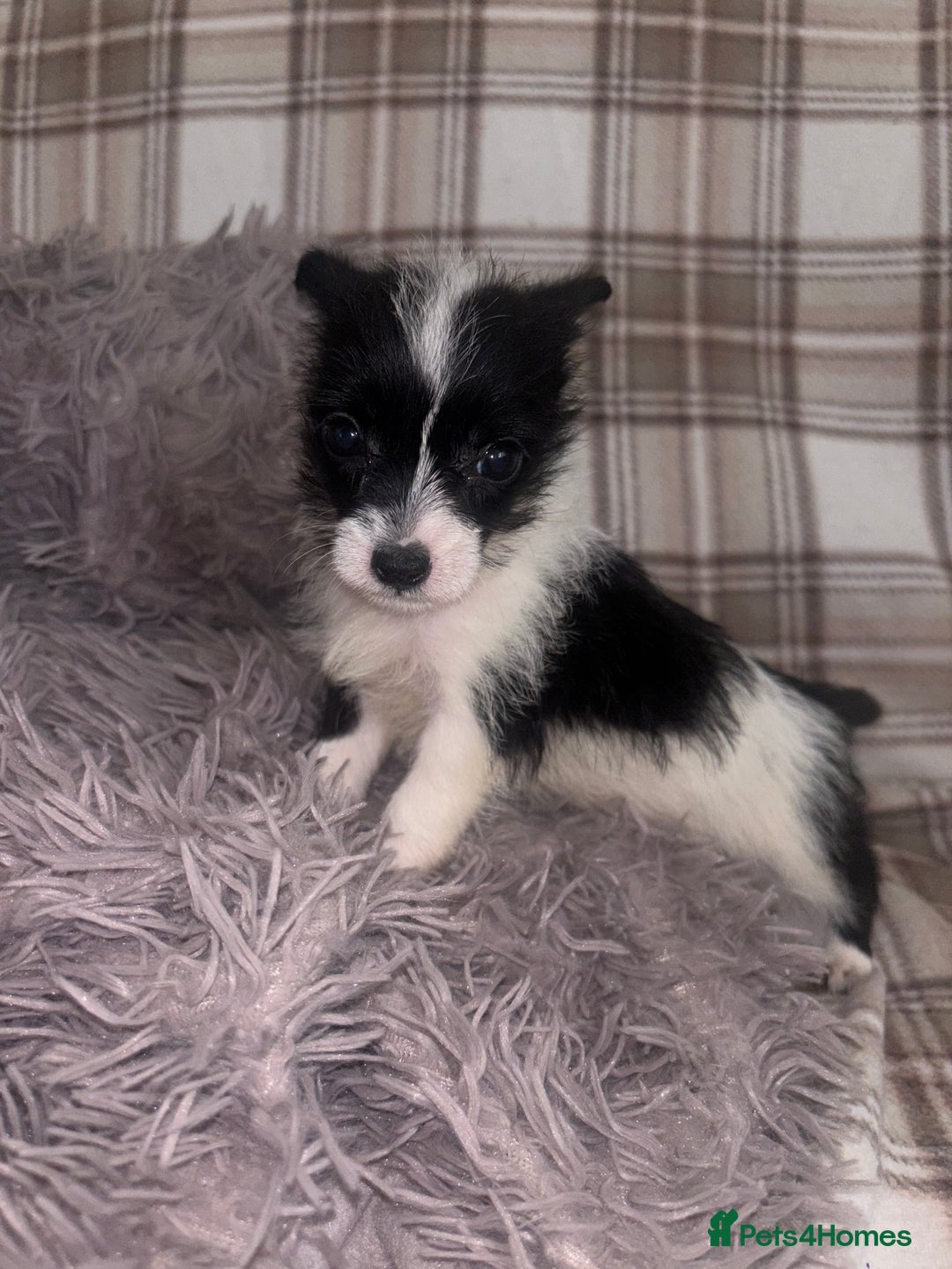 Mixed Breed dogs for sale: Jack Russell cross Yorkshire terrier puppies  - Image 8