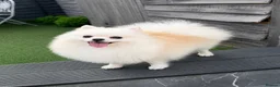 Pomeranian dogs for sale: Beautiful Female Pomeranian Looking for Home  - Advert 1