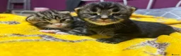 Mixed Breed cats for sale: 2 mixed breed kittens  in Basingstoke - Advert 5