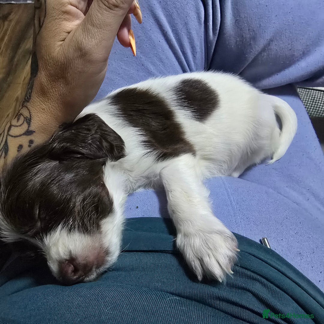 English Springer Spaniel dogs for sale: Stunning Pedigree Registered Pups - Image 40