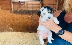 Jack Russell dogs for sale: Gorgeous Jack Russell puppies  - Image 5