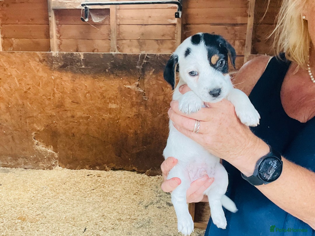 Jack Russell dogs for sale: Gorgeous Jack Russell puppies  - Image 5