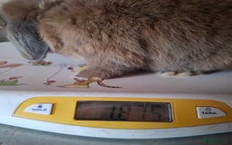 Mini Lop rabbits for sale: 2 x adult mini lop bucks - Image 8