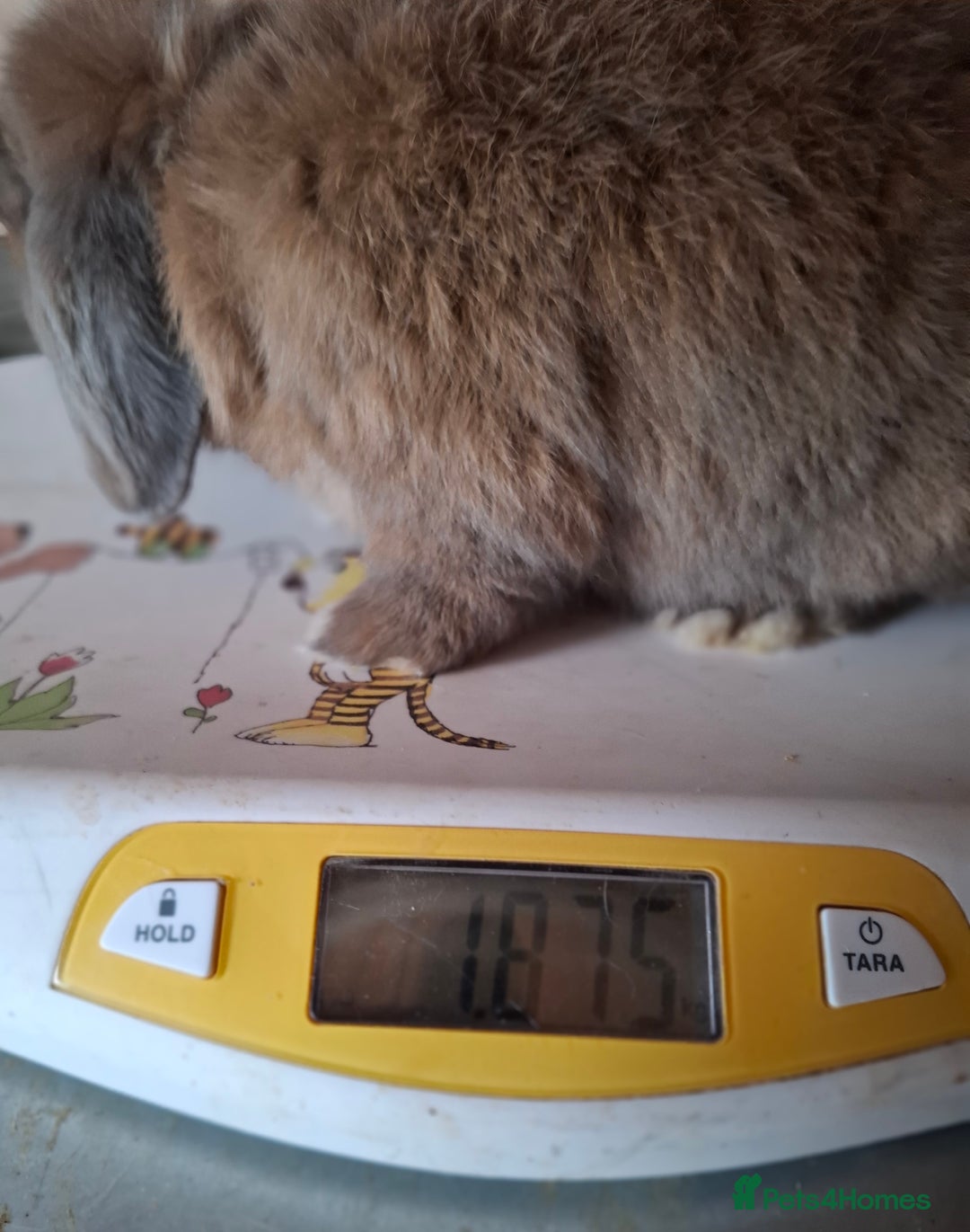 Mini Lop rabbits for sale: 2 x adult mini lop bucks - Image 8