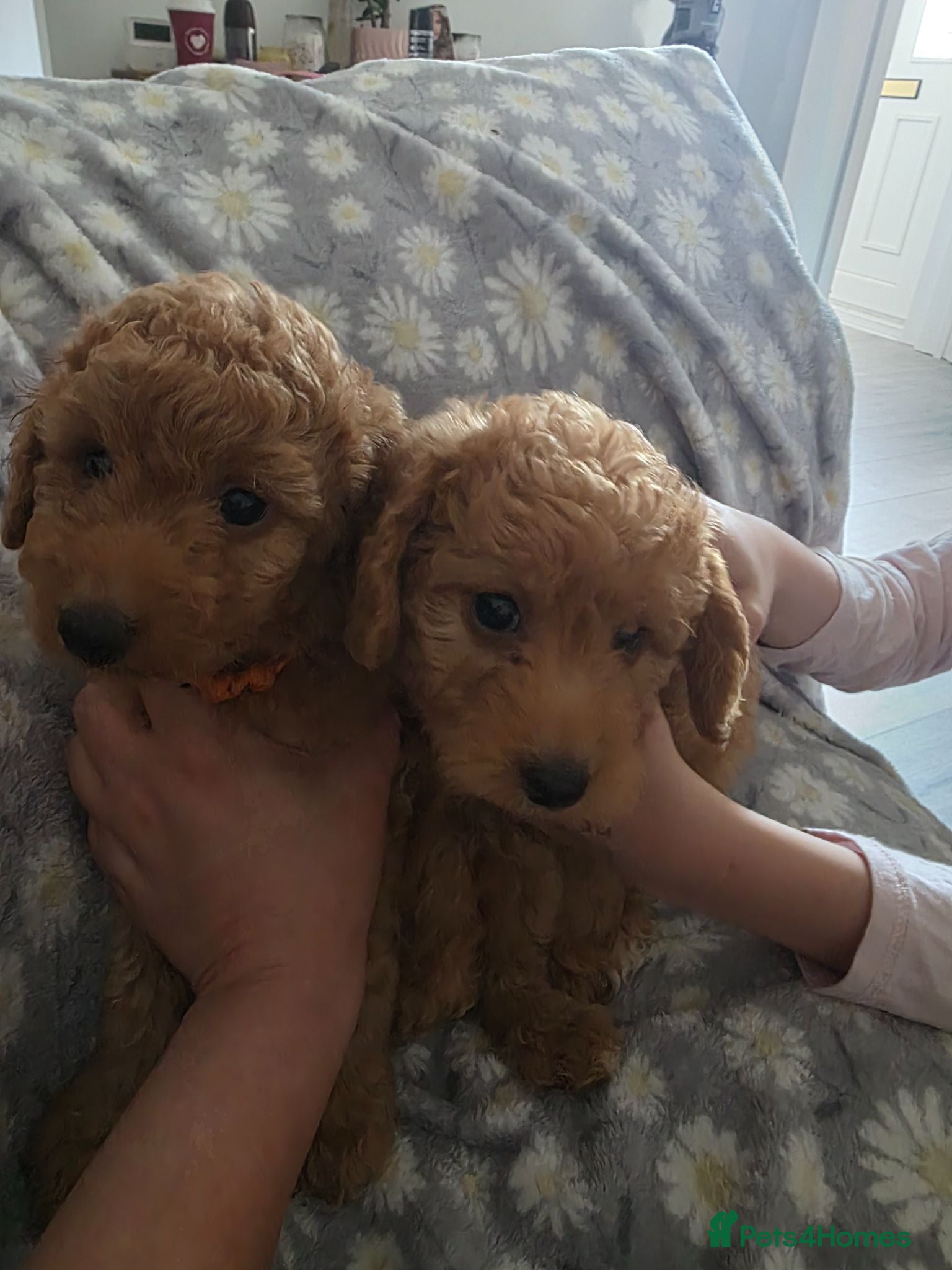 Labradoodle dogs Reduced £750 💜🩷 2 remaining colours available  - Advert 2