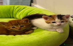 British Shorthair cats for sale: 2 female kittens (ready to go 1st December) - Image 7