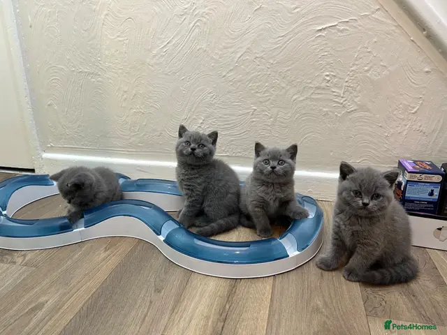 British Shorthair cats 🐾 Beautiful British Shorthair Kittens 🐾 - Advert 3
