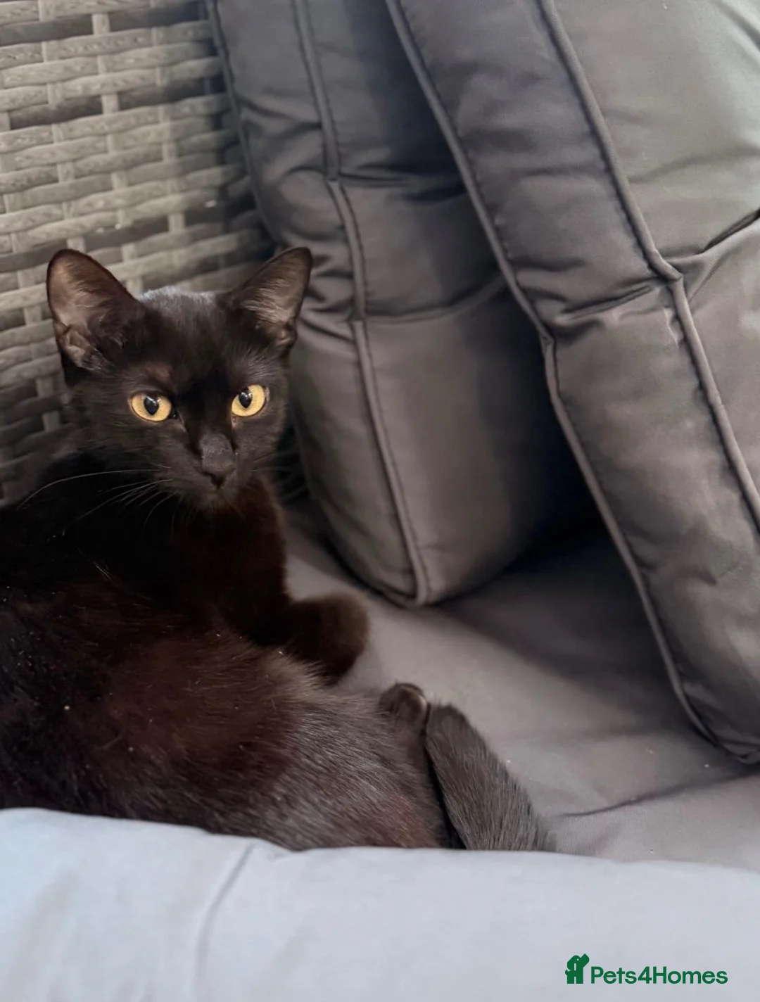 Mixed Breed cats for sale: Kittens in Norwich - Advert 2