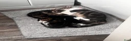 Domestic Shorthair cats for sale: Female kitten - Advert 5