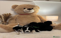 Mixed Breed dogs for sale: Cocker Sproodle Puppies ready 16/12 - Advert 5