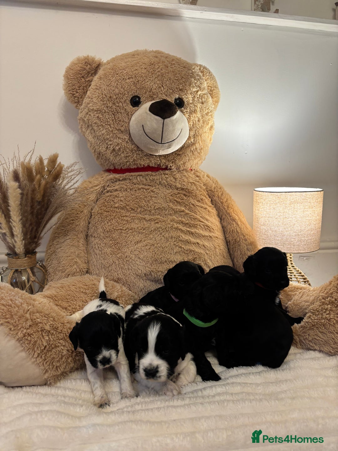 Mixed Breed dogs for sale: Cocker Sproodle Puppies ready 16/12 - Advert 5