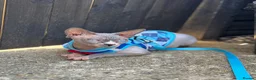 Sphynx cats for stud: TICA registered Sphynx for stud in Slough - Advert 7