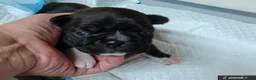 Mixed Breed dogs for sale: Boston Cross Pups Looking for Their Forever Home - Advert 17