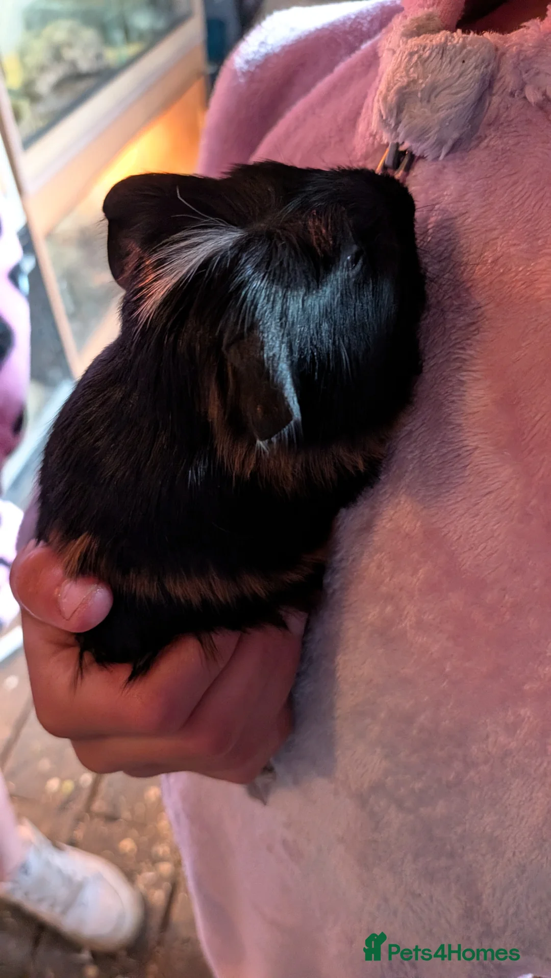 Guinea Pig rodents for sale: Beautiful male guinea pigs - Advert 2