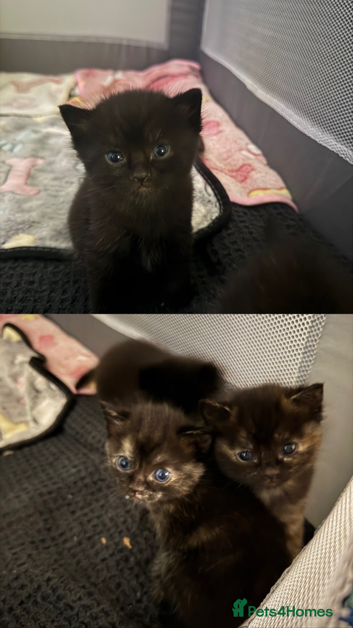 Mixed Breed cats DHS x Ragdoll  - Advert 7