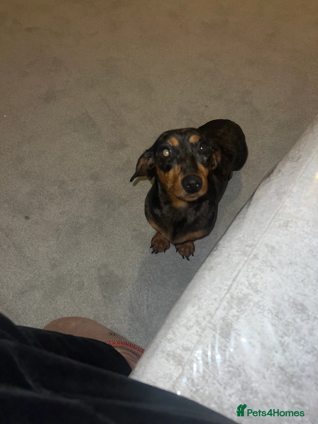 Dachshund dogs for sale: Dachshund  - Advert 1