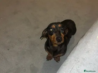 Dachshund dogs Dachshund - Advert 4