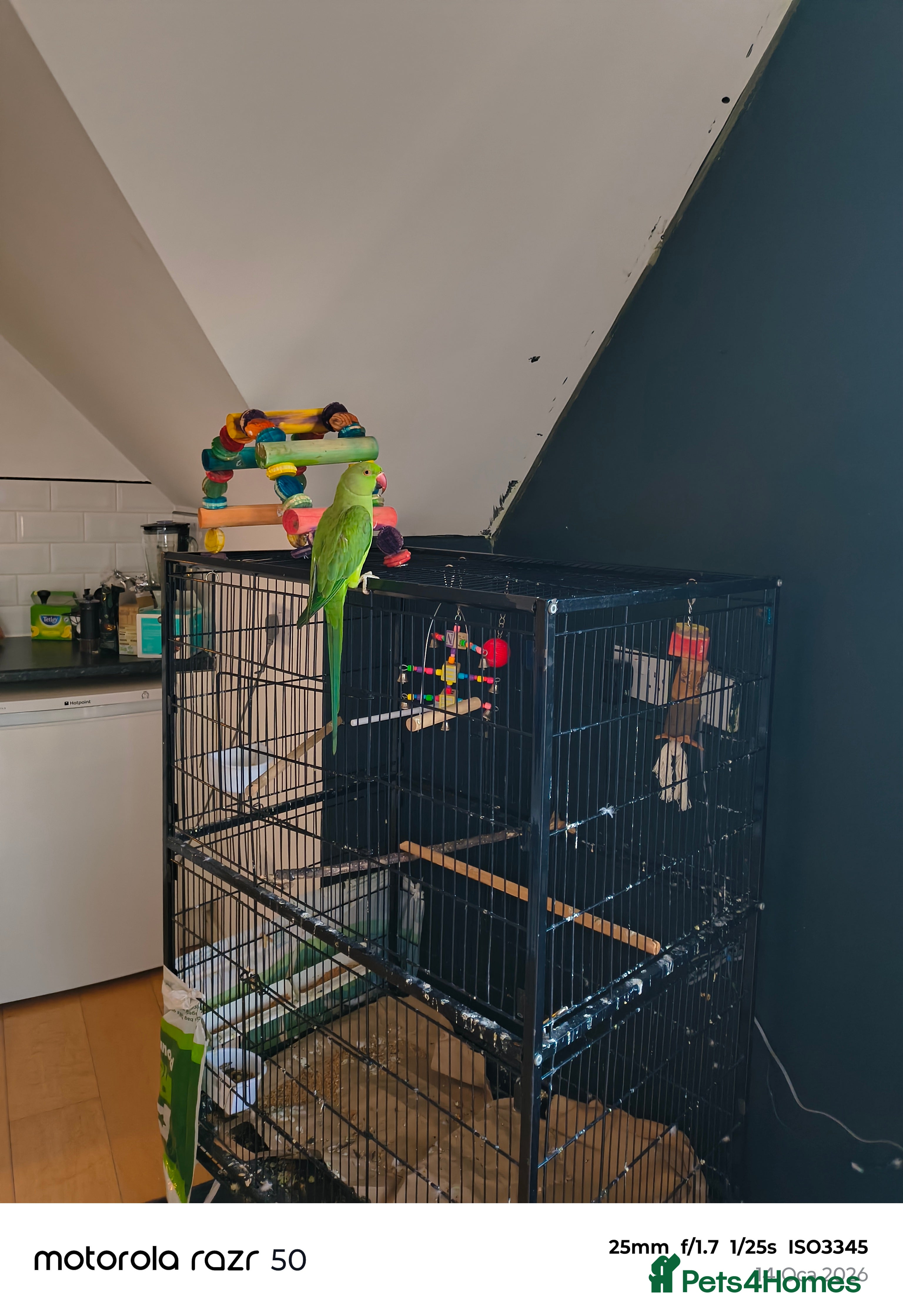 Ringnecks birds Scooby  - Advert 2