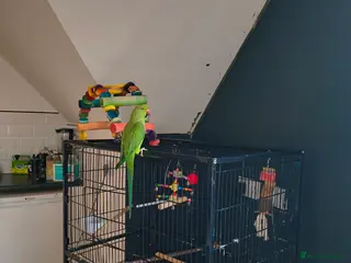 Ringnecks birds Scooby - Advert 11