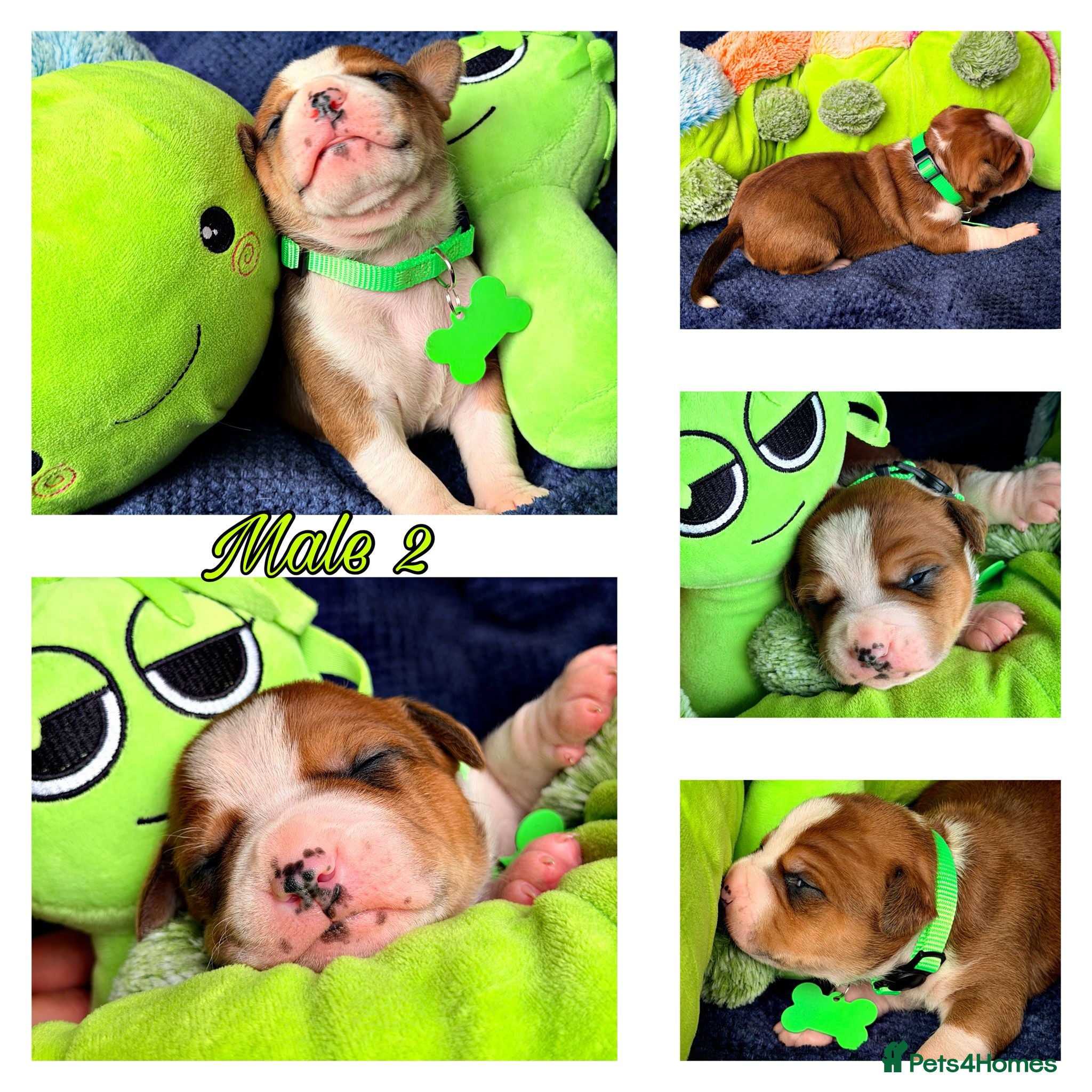 Staffordshire Bull Terrier dogs Staffordshire Bull Terrier Puppies 🐶❤️🐾 🏡  🐶 - Advert 2
