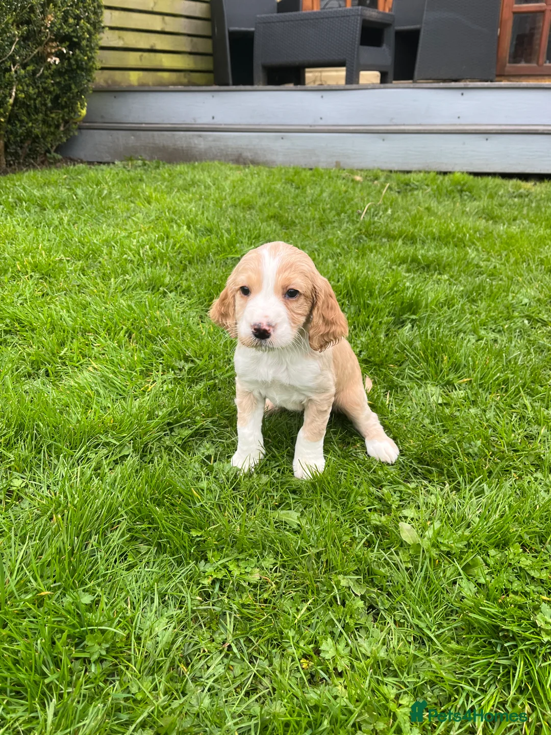 Cocker Spaniel dogs for sale: Cocker Spaniel puppies  - Advert 2