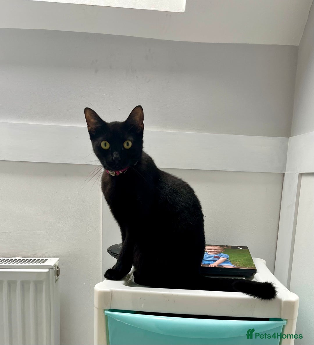 Domestic Shorthair cats for sale: Beautiful female cat requires home - Advert 3