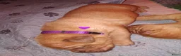 Dogue De Bordeaux dogs for sale: KC Dogue De Bordeaux puppies - Advert 14