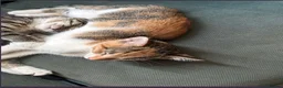 Mixed Breed cats for sale: 3 kittens ready to go  - Advert 8
