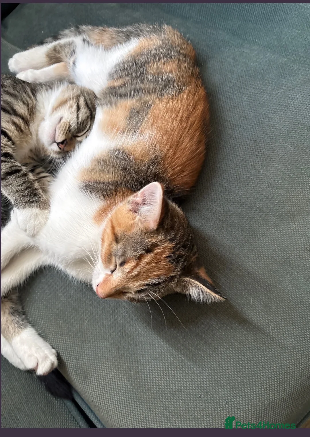 Mixed Breed cats for sale: 3 kittens ready to go  - Advert 8