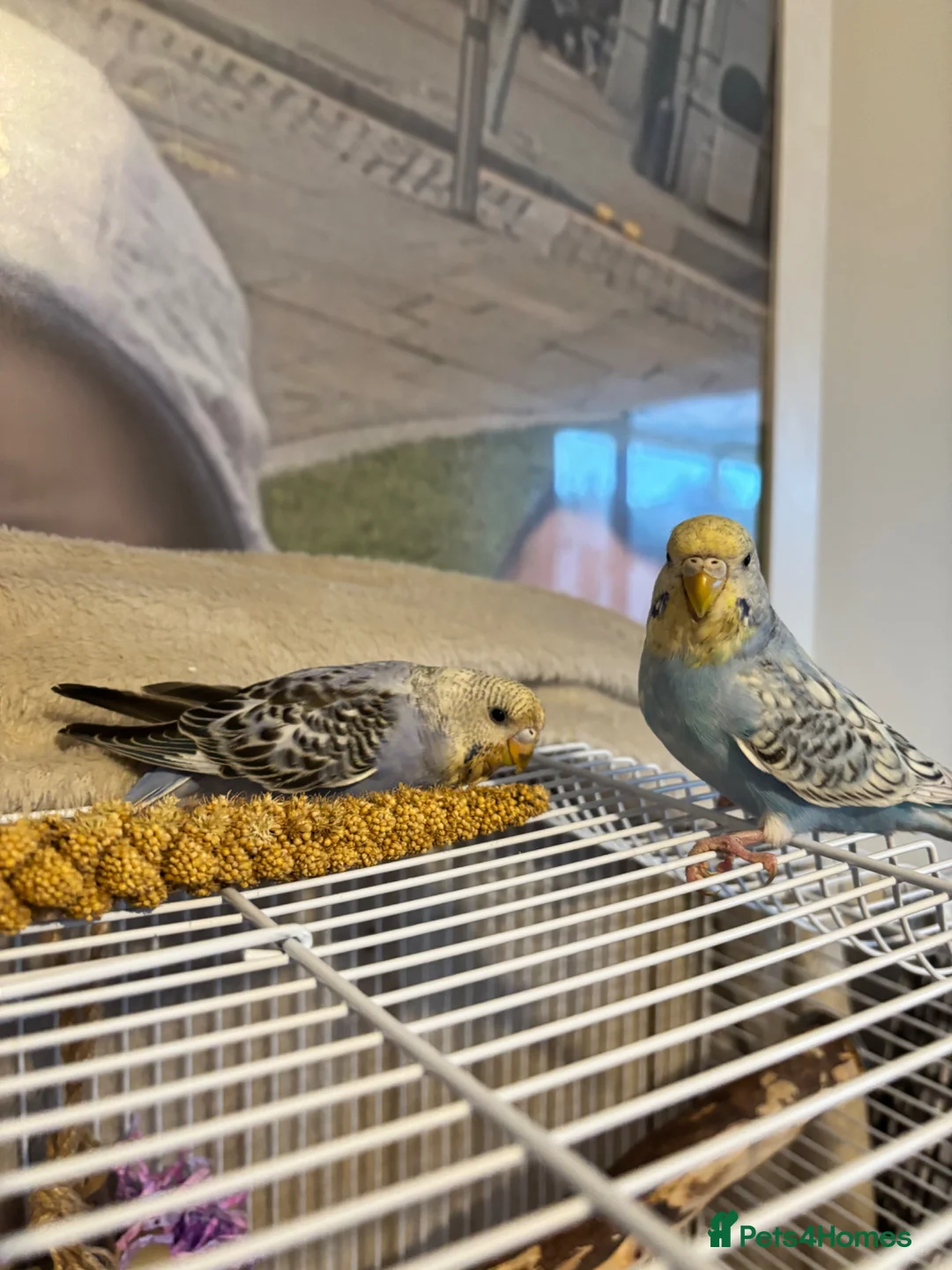Parakeets birds for sale: 2 parakeets  in Swansea - Advert 5