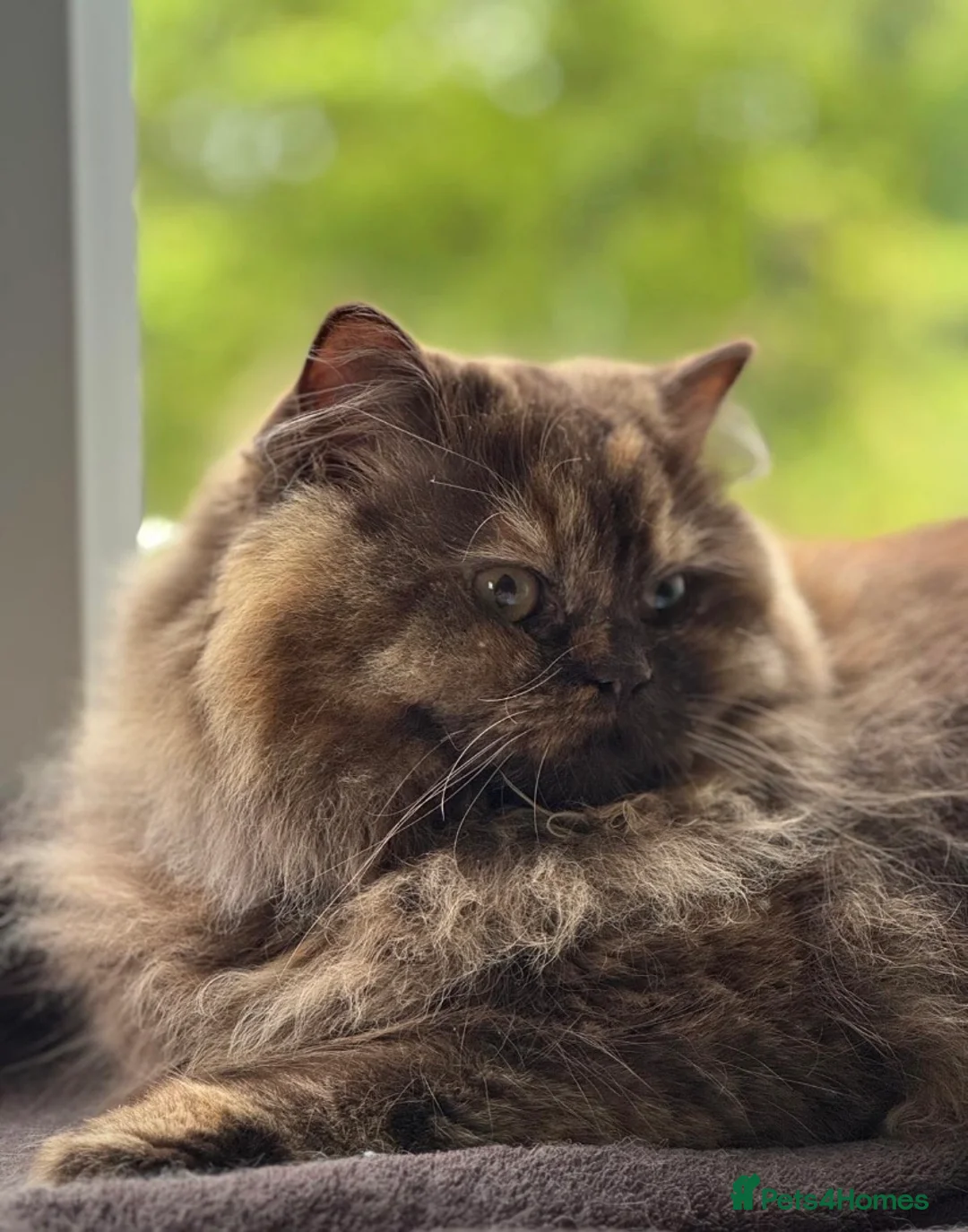 British Longhair cats for sale: British long and shorthair kittens  - Advert 1