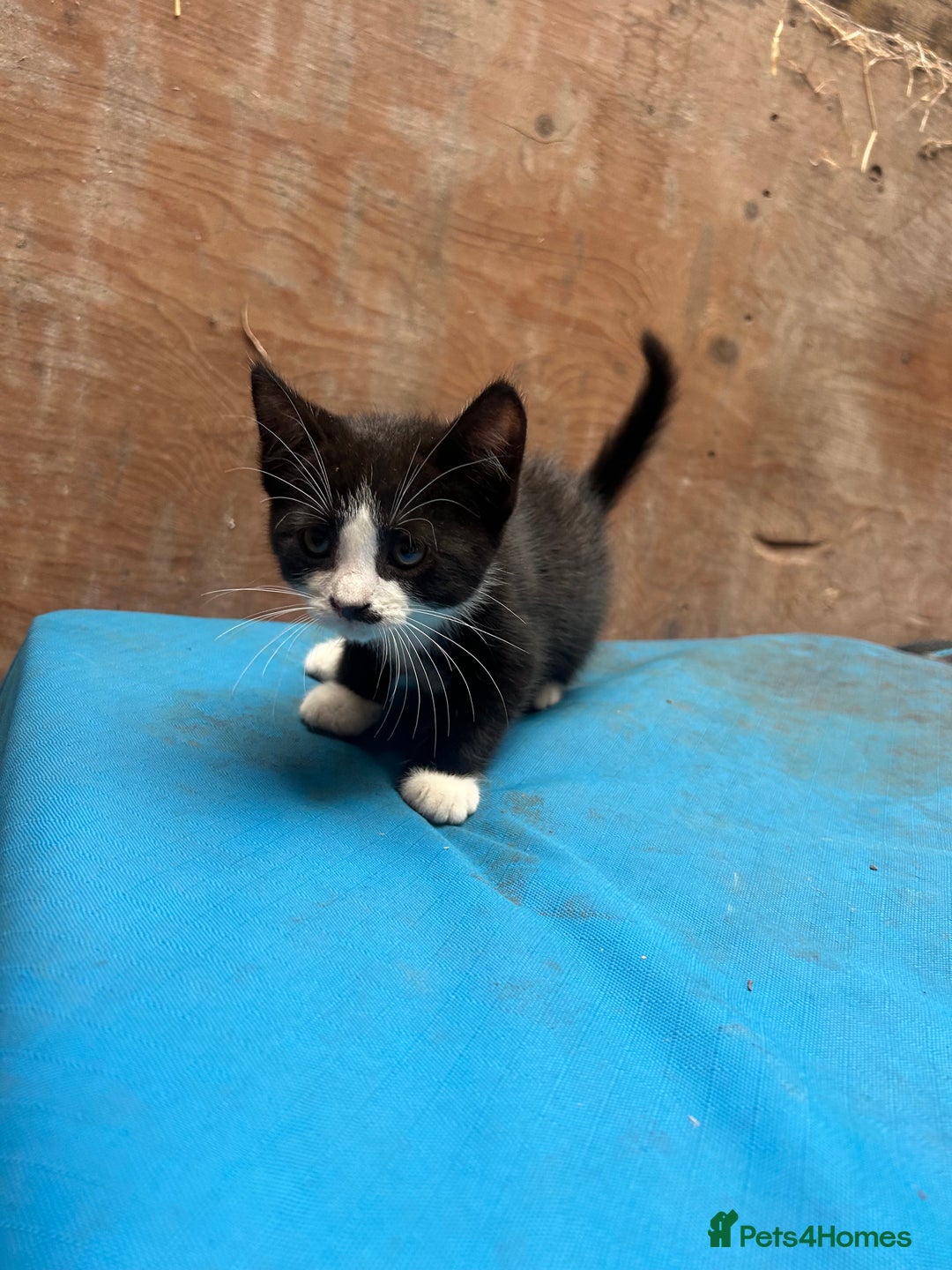 Mixed Breed cats for sale: 7 kittens looking for new home - Image 15