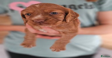 Cocker Spaniel dogs - Advert 10
