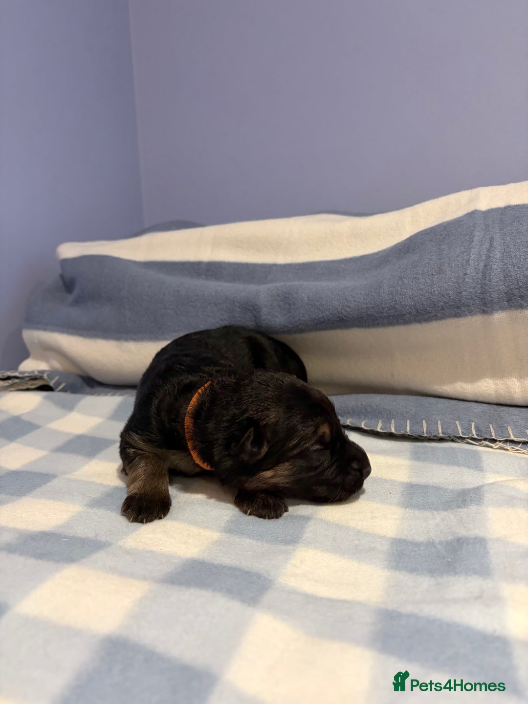 German Shepherd dogs for sale: 🐶 Beautiful KC Registered Puppies Available 🐶 - Advert 8