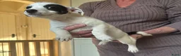 Jack Russell dogs for sale: Stunning litter of jackrussels  - Advert 10