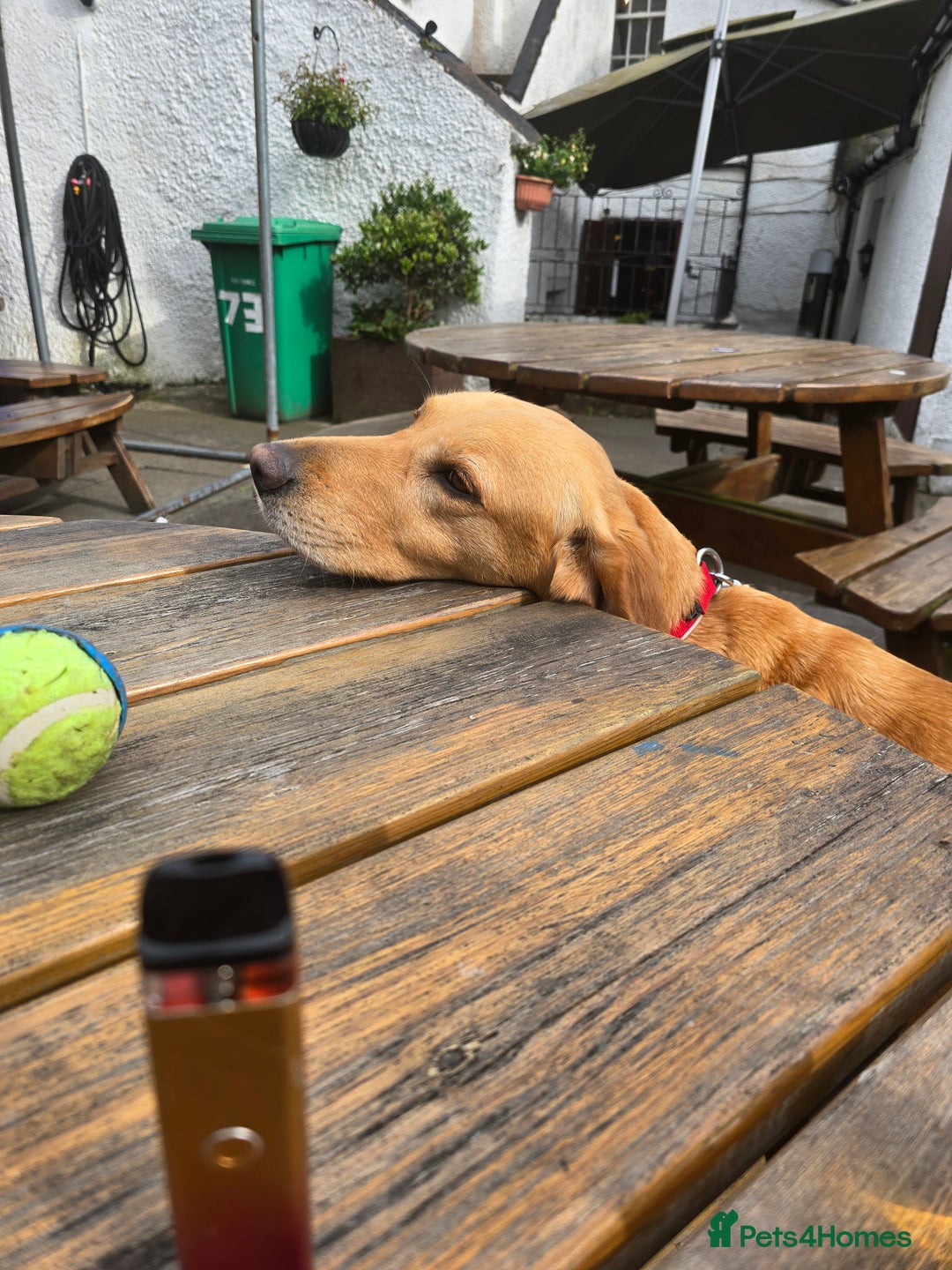 Goldador dogs for sale: Labrador X - Rehoming Request - Advert 9