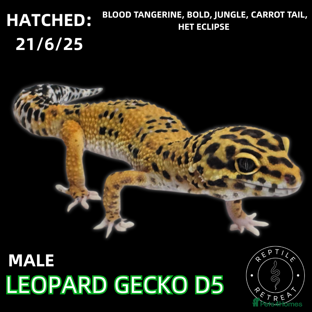 Leopard Gecko reptiles BABY LEOPARD GECKOS!! - Advert 6