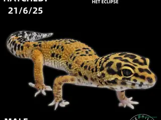 Leopard Gecko reptiles BABY LEOPARD GECKOS!! - Advert 6